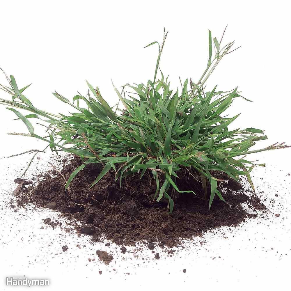 Kill Annual Grassy Weeds: Early Season