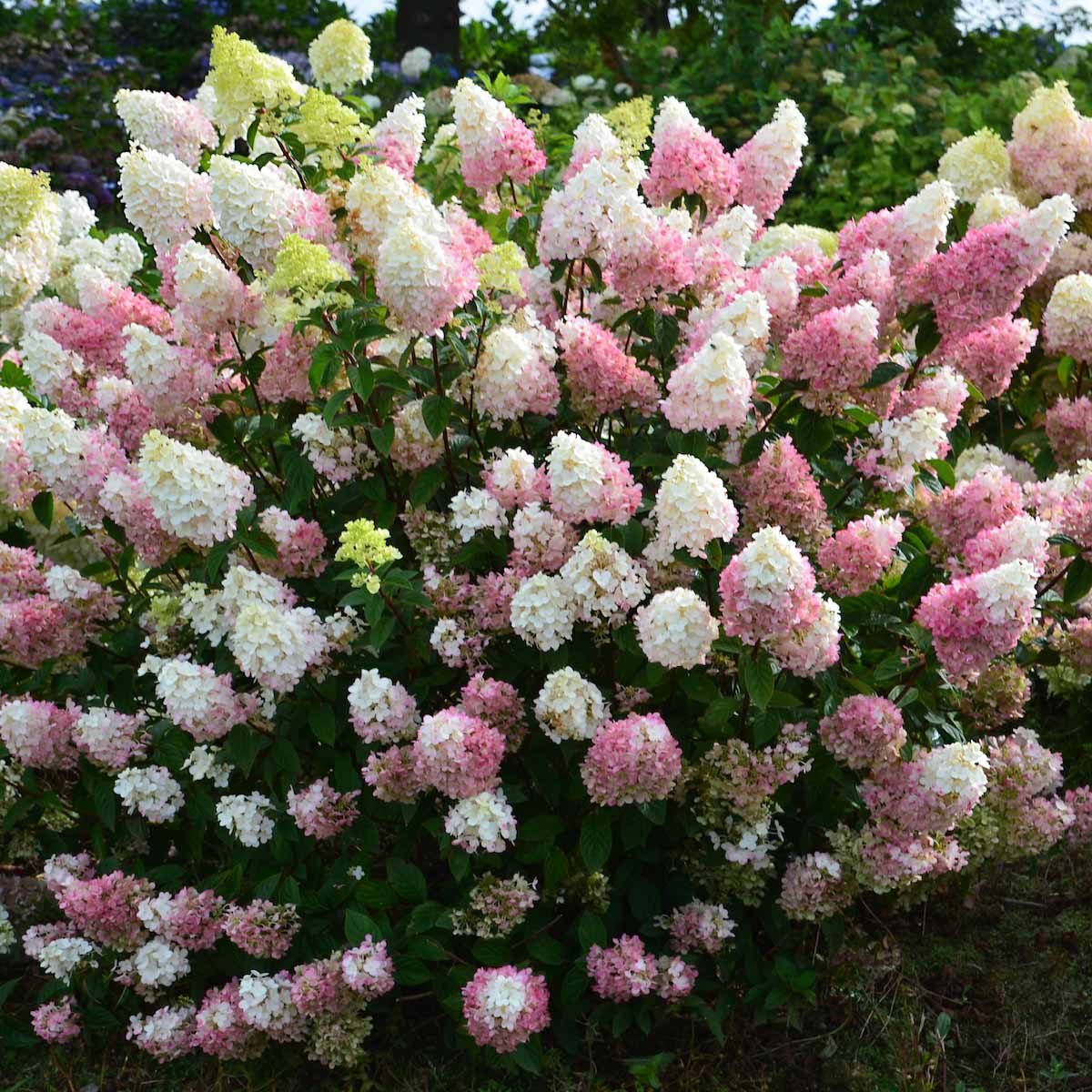 Strawberry Sundae Hydrangea