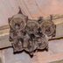 How to Prevent a Bat Problem