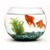 This is What Happens When You Flush a Goldfish Down the Toilet (Hint: Don’t Do It)