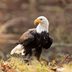 Why the Bald Eagle Wasn’t Supposed to Be the National Bird