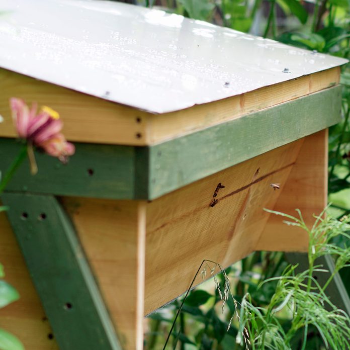 hive