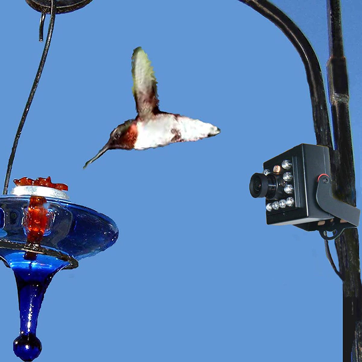 Bird Camera 
