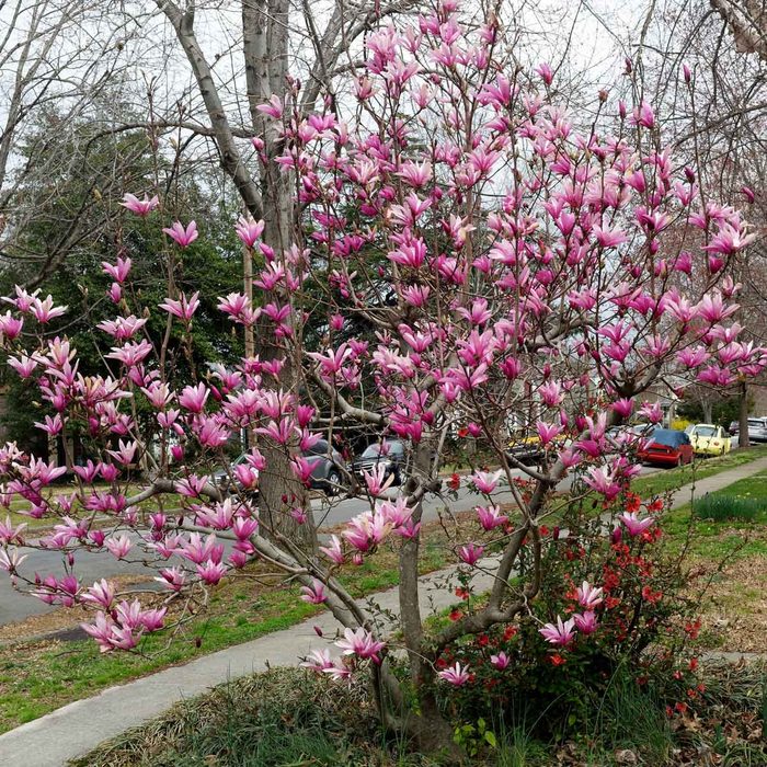A pink magnolia tree blooms vibrantly along a sidewalk, surrounded by green grass and a street lined with parked cars.