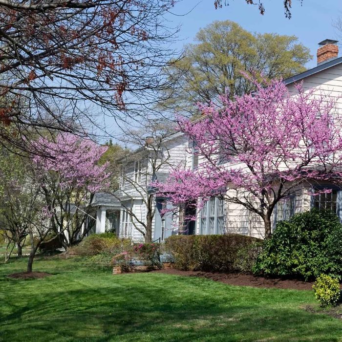 Two pink flowering trees grow beside a white house, while green grass and shrubs surround the area under a clear blue sky.