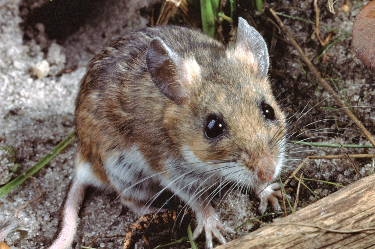 A small, brown mouse explores the ground, surrounded by sand and grass elements, with a fallen branch nearby. Its ears are perked up, suggesting alertness.