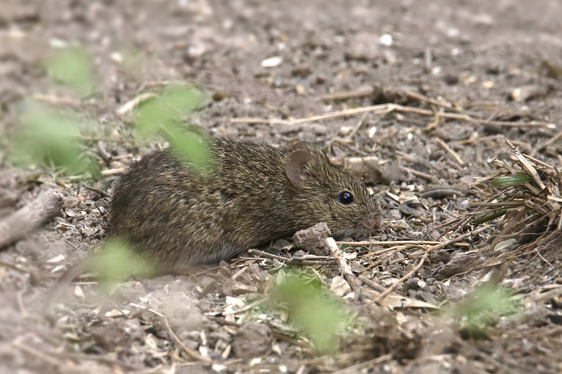 A small, brown rodent is foraging on the ground, surrounded by dirt and scattered plant debris in a natural outdoor setting.