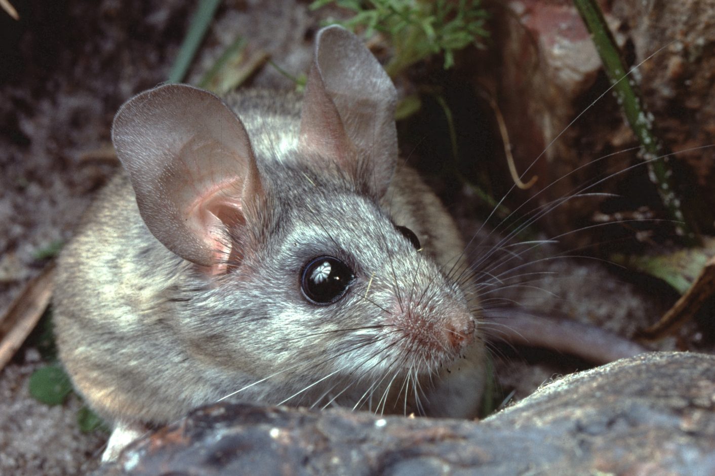 A small, gray mouse with large ears peers closely at its environment, surrounded by green plants and textured ground, suggesting a natural outdoor habitat.