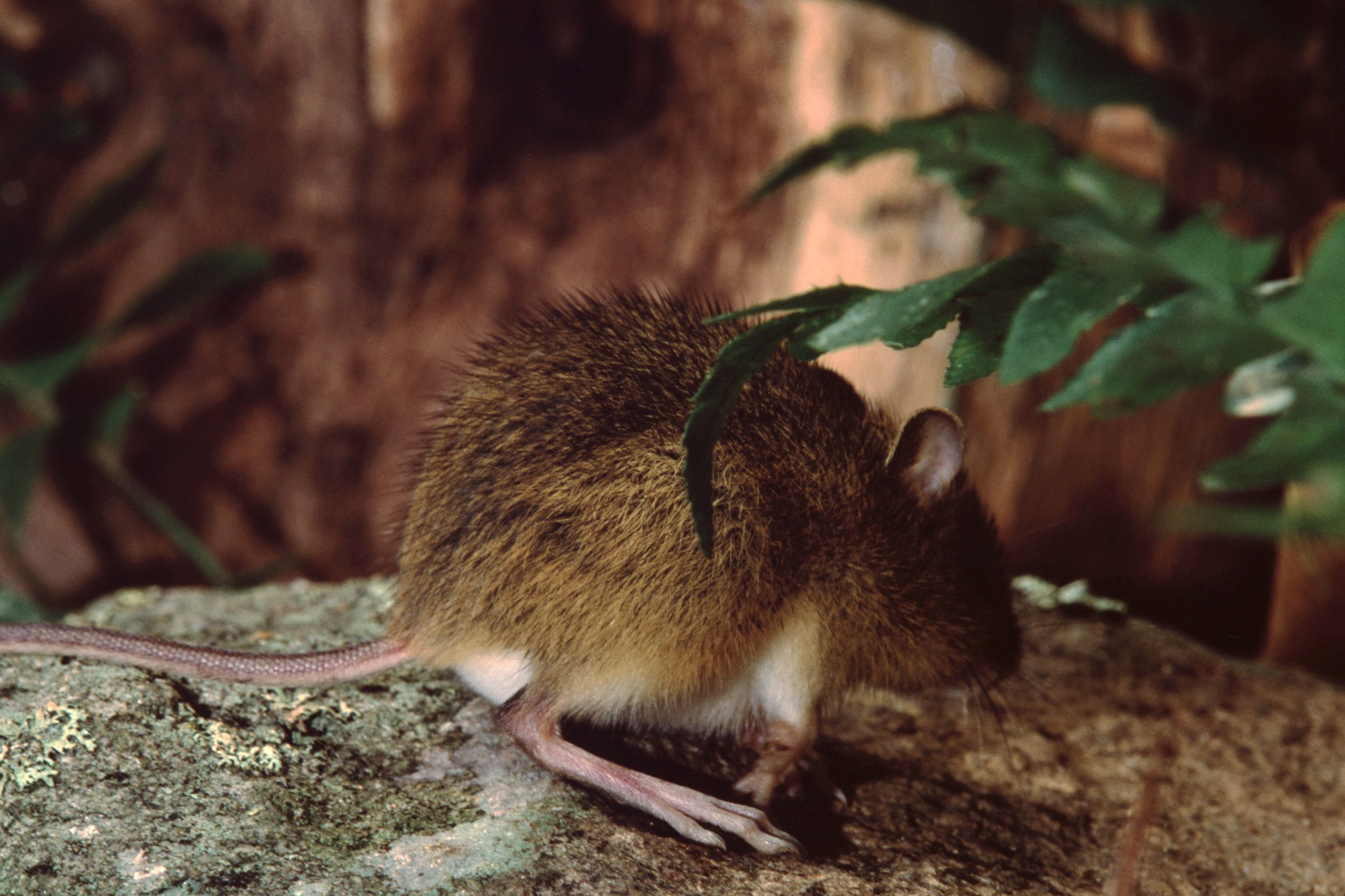 A small brown mammal pauses on a rock, surrounded by greenery and textured wood, seemingly foraging or resting in a natural habitat.
