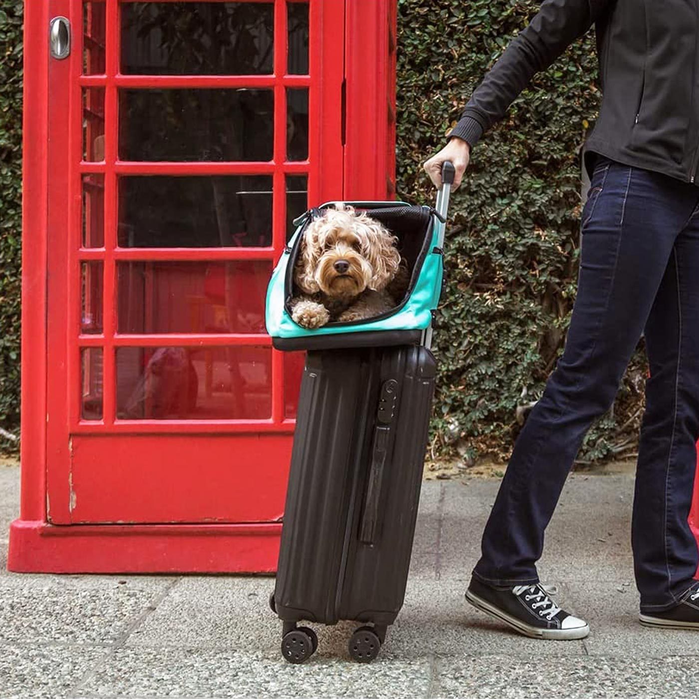 The 5 Best Car Seats And Seat Belts For Dogs To Ensure Safe Travel