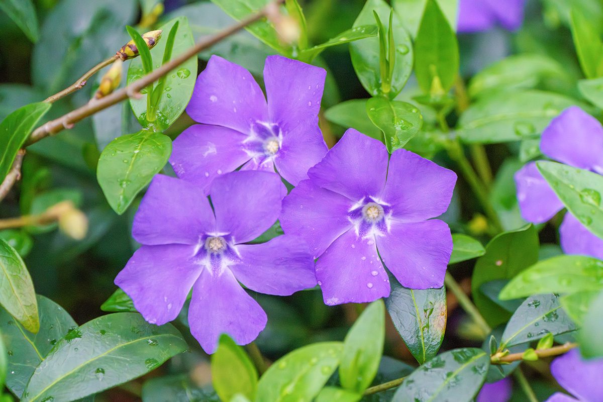 10 Weeds With Purple Flowers Gettyimages 2109271799