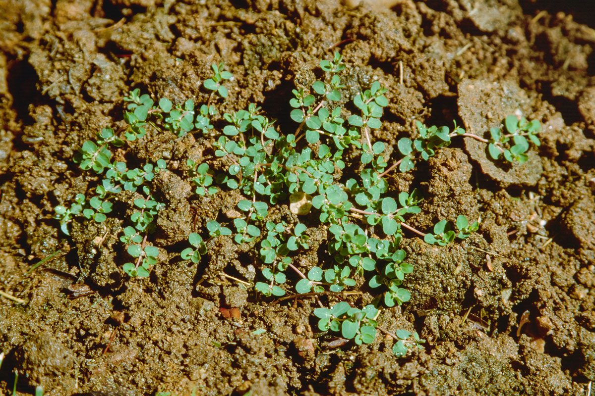 Creeping Spurge (Euphorbia serpens) aka. Matted Sandma
